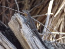 photo thumbnail #7