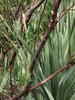 photo thumbnail #13