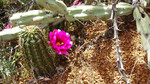 photo thumbnail #8