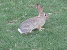photo thumbnail #11