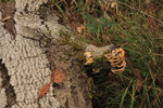 photo thumbnail #14