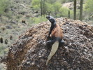 photo thumbnail #1