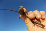 photo thumbnail #4