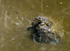 2014-04-05 :1: Fraser - Randolph Loop :: tibber