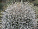 photo thumbnail #1