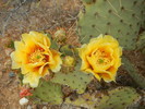 photo thumbnail #6