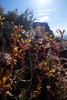 photo thumbnail #15