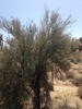 2014-04-19 :2: Cone Mountain Loop - MSPN :: New2hyk