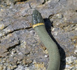 photo thumbnail #13