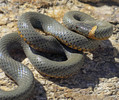 photo thumbnail #14