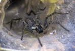 photo thumbnail #9