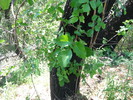 photo thumbnail #7
