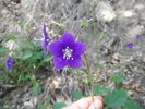 photo thumbnail #8
