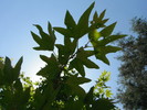 photo thumbnail #13