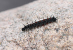 photo thumbnail #3