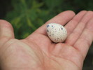 photo thumbnail #5