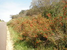 photo thumbnail #8