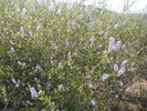 photo thumbnail #10
