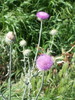 photo thumbnail #15