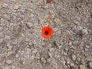 photo thumbnail #12