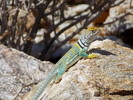 photo thumbnail #8