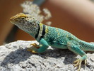 photo thumbnail #12