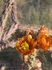 photo thumbnail #5