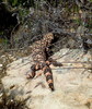 photo thumbnail #12