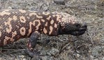 photo thumbnail #7
