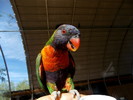 photo thumbnail #4
