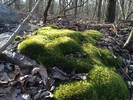 photo thumbnail #9
