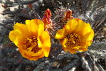 photo thumbnail #12