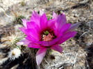 photo thumbnail #2