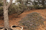 photo thumbnail #12