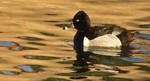 photo thumbnail #11