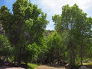 2014-04-27 :1: Whetrock Canyon Loop :: Grasshopper