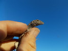 photo thumbnail #15