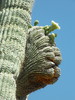 photo thumbnail #12