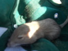 photo thumbnail #3