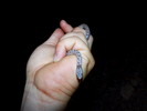 photo thumbnail #9