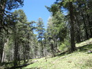 photo thumbnail #8
