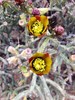 2014-05-06 :2: Sonoran Preserve - North Area :: Bradshaws
