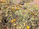 2014-05-06 :2: Sonoran Preserve - North Area :: Bradshaws