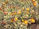 2014-05-06 :2: Sonoran Preserve - North Area :: Bradshaws
