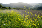 photo thumbnail #13