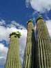 photo thumbnail #14