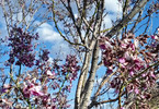 photo thumbnail #15