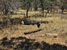 photo thumbnail #4