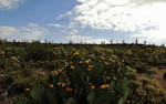 photo thumbnail #9