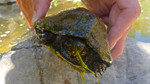 photo thumbnail #9